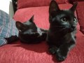 Rea und Temis 3